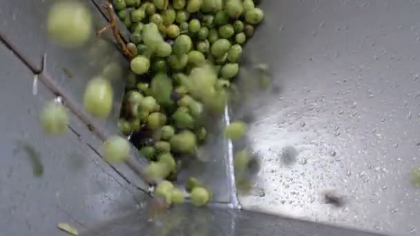 Aceitunas Que Caen Trituradora Industria Del Aceite Oliva Sur Italia — Vídeo de stock