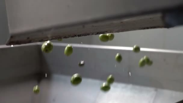 Sur Italia Industria Del Aceite Oliva Aceitunas Que Caen Trituradora — Vídeo de stock