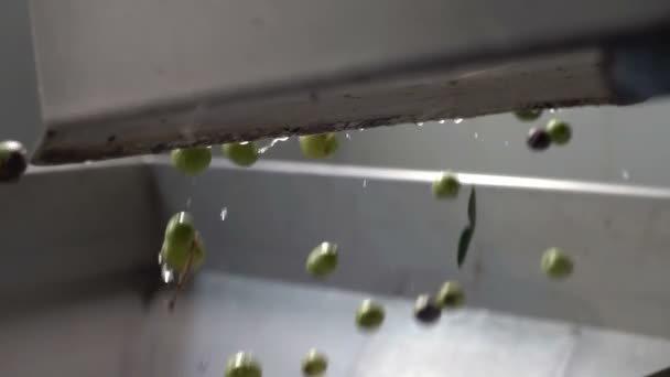Olive Industry Oil Production Olives Falling Slow Motion — Stock Video