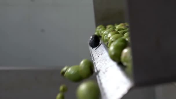 Olivenölfarm Reinigung Von Oliven Die Den Brecher Fallen Süden Italiens — Stockvideo