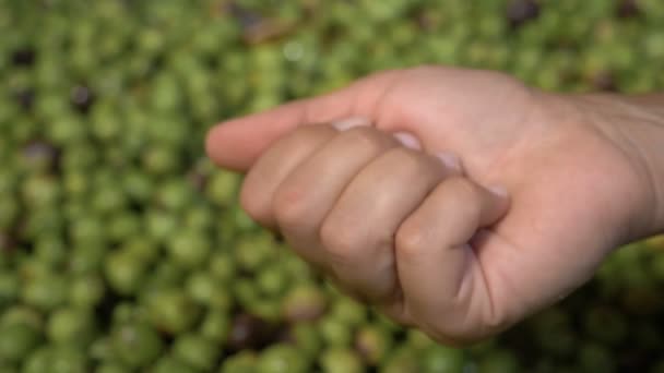 Karakter Authenticiteit Voedsel Farmer Hand Toon Olijf Slow Motion — Stockvideo