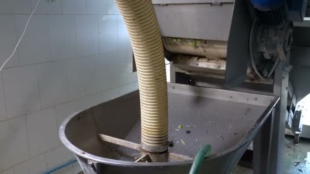 Verse Olijven Vallen Crusher Productie Van Olijfolie — Stockvideo