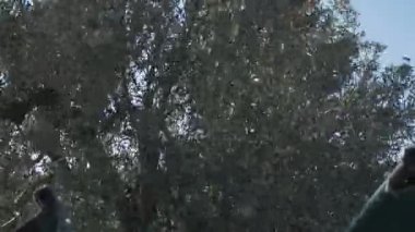 zeytin ağacı-toplama zeytin yapımı zeytinyağı sallayarak makine