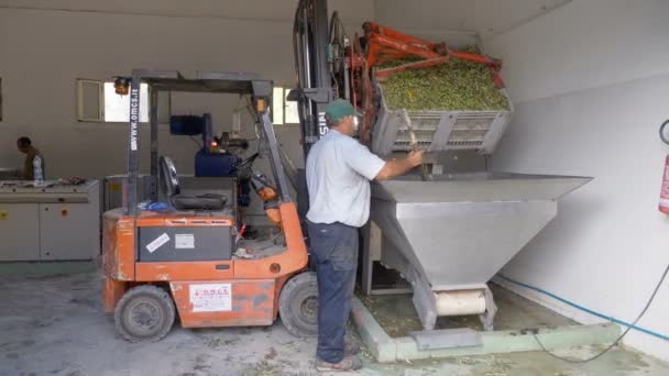 Bauer Schiebt Frisch Gepflückte Oliven Die Ölmühle Südlich Von Italien — Stockvideo