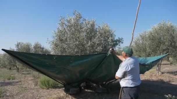 在意大利南部摇动橄榄树与机械采摘橄榄 — 图库视频影像