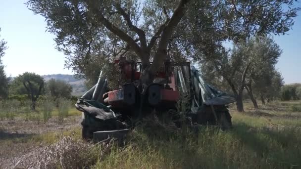 Ten Zuiden Van Italië Machine Plukken Olijven Het Veld — Stockvideo