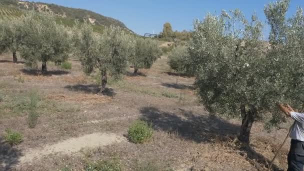 Agricultor Que Trabalha Campo Oliveira Colheita Azeitonas Sul Itália — Vídeo de Stock