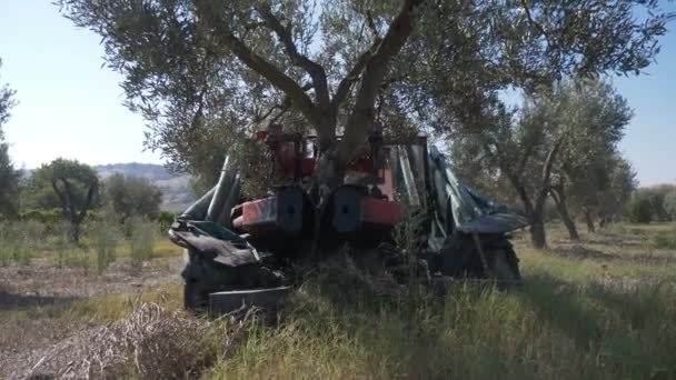 Збирання Оливки Машини Трясуть Оливки Дерева — стокове відео