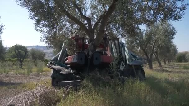 Oogsten Van Olijven Machines Schudden Olijven Van Boom — Stockvideo