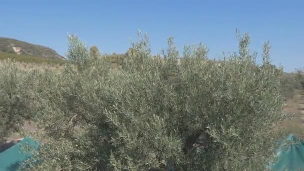 Cueillette Olives Sur Terrain Avec Machine Sud Italie — Video