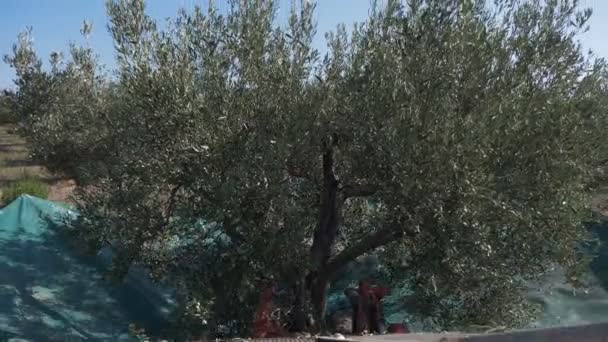 Machinery Shaking Olive Tree — Stock Video