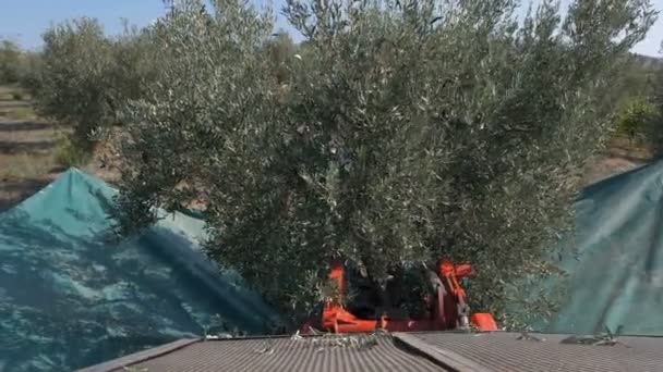 在意大利南部收获橄榄 机器摇动橄榄树 — 图库视频影像