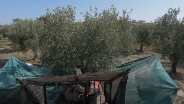 橄榄振动筛机打开他的网和摇晃的树 意大利南部 — 图库视频影像