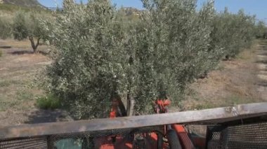 Zeytin ağacı-Harveting zeytin - İtalya güneyinde sallayarak shaker makine