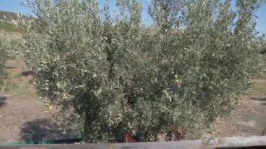 Zeytin-makine sallayarak ağaç - Güney İtalya hasat