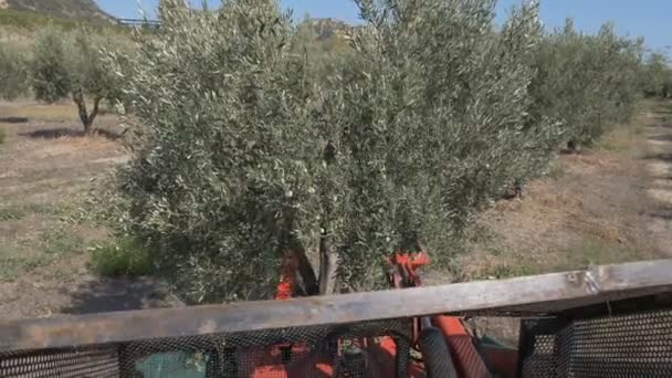Shaker Machine Shaking Olive Tree Harveting Olives South Italy — Stock Video