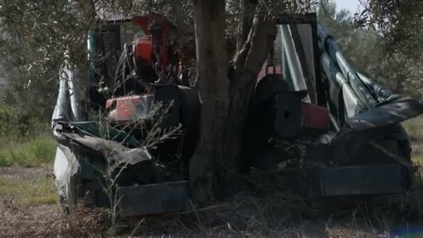 Maschine Pflückt Oliven Auf Dem Feld Südlich Von Italien — Stockvideo