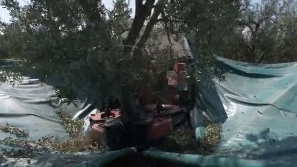 Zeytinli Shaker Makine Toplama Içinde Talya Güneyinde Zeytin Ağacı Sallayarak — Stok video