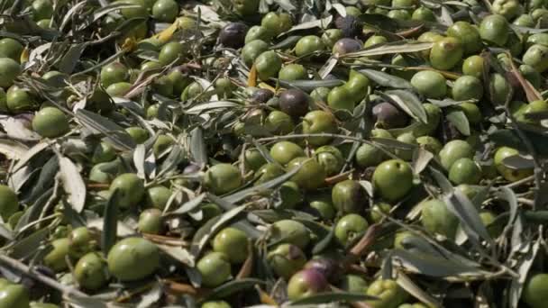 Étendue Olives Vertes Fraîchement Cueillies Nature Nourriture Authenticité — Video