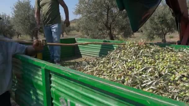 Фермеры Помещают Свежесобранные Оливки Грузовик Грабли Италии — стоковое видео