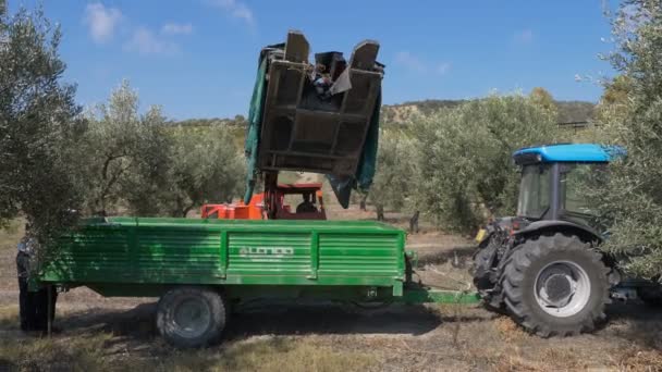 Cosechando Aceitunas Sur Italia Poniendo Aceitunas Recogidas Furgoneta — Vídeo de stock