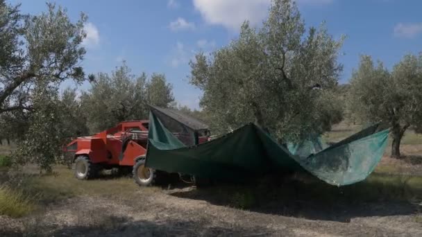 Olivenernte Olivenernte Mit Schüttelmaschinen Olivenölproduktion — Stockvideo