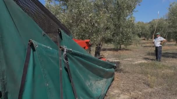 Skörda Oliver Söder Italien Körning Olivträdet Shaker — Stockvideo