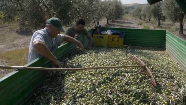 South Italy Farmers Cheking Picked Olives Truck — Stock Video