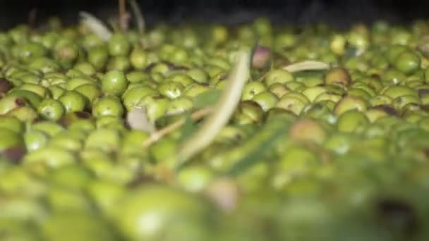 Olivenölproduktion Ölmühle Süditalien — Stockvideo