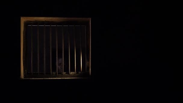 闇の刑務所から現れた若い黒人アメリカ人収容者犯罪 — ストック動画