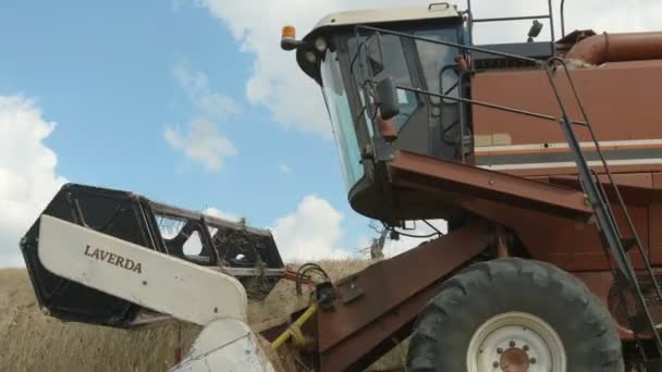 現代の収穫小麦作物を組み合わせる — ストック動画