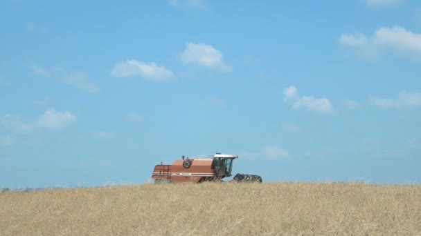 Modern Combine Harvesting Wheat Crop — Stock Video