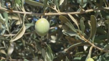 zeytin ağaçtan sarsılıyor. İtalya'nın Güneyinde Geleneksel Zeytin Hasadı