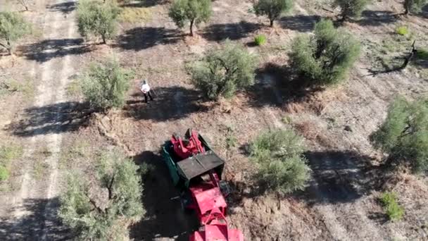 机器摇动橄榄树的鸟瞰图 收获橄榄 — 图库视频影像