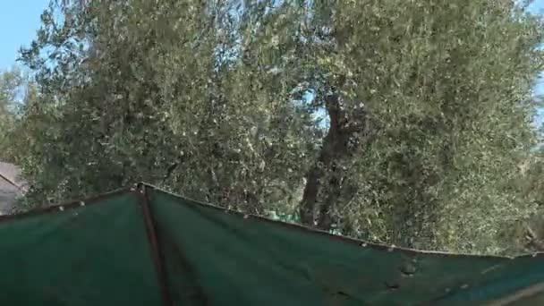 Récolte Des Olives Avec Machine Dans Sud Italie Production Huile — Video