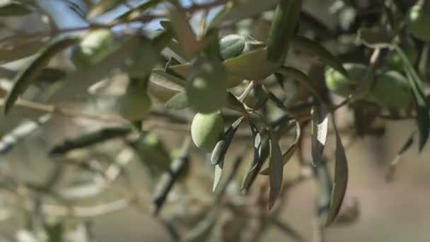 Perto Azeitonas Maduras Uma Árvore Azeitonas Mediterrâneas Closeup Azeite Natureza — Vídeo de Stock