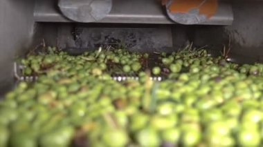 Italya 'nın güneyinde zeytin yağı üretimi