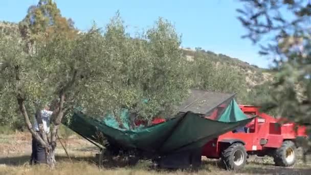 Cosecha Aceitunas Con Máquina Agitadora Recogida Aceitunas Producción Aceite Oliva — Vídeos de Stock