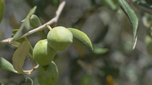 Olivo Maduro Árbol Primeros Planos Las Aceitunas Mediterráneas Aceite Oliva — Vídeo de stock