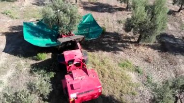 Ağaçta zeytin toplayan makinelerin üzerinde uçan drone- Zeytin Hasadı