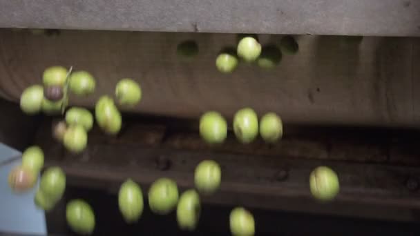 イタリア南部でのオリーブオイル生産 — ストック動画