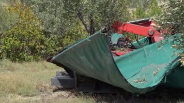 Zeytin ağacını makinelerle sallamak. Zeytin hasadı- teknoloji, doğa, hasat