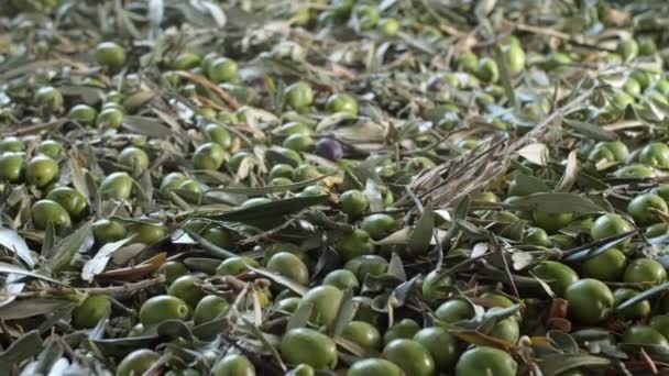 Italya Nın Güneyinde Zeytin Yağı Üretimi — Stok video