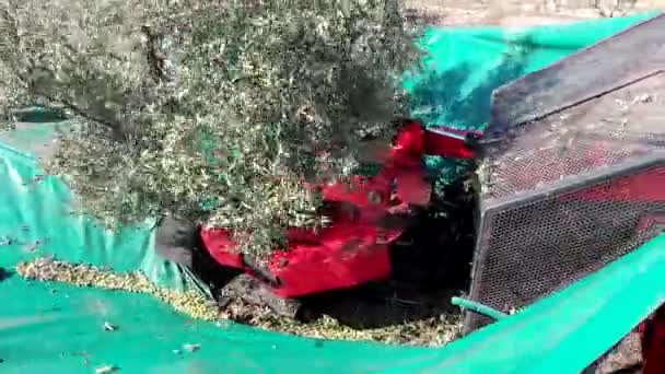 Machines Secouer Les Oliviers Récolte Des Olives Dans Sud Italie — Video