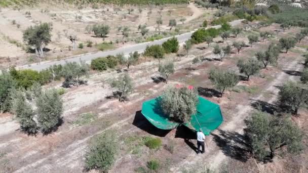 Drone Voando Sobre Máquinas Agitando Oliveira Olival — Vídeo de Stock