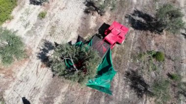 Zeytin ağacısalsallayan makinenin Drone Havadan görünümü- Zeytin hasat