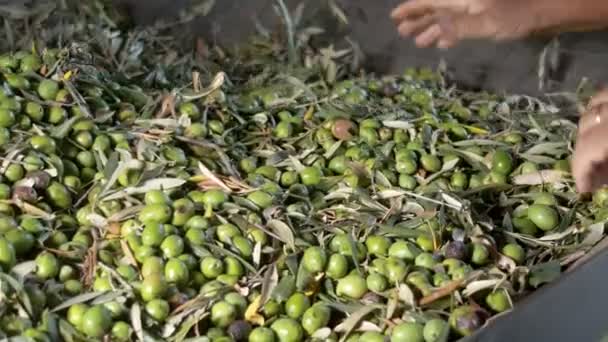 意大利南部的橄榄油生产 — 图库视频影像