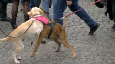 Roma, İtalya, 15 Mart 2019: Öğrenciler Küresel İklim Grevinde Roma 'da yürüyorlar