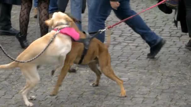 Rome Italie Mars 2019 Des Étudiants Défilent Rome Lors Grève — Video