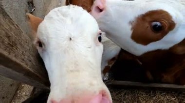 Doğa, kırsal kesim - üç huzursuz ineğe yaklaşın kameranın önünde titreyen bir çiftlik hayvanının içinde